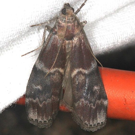 5997 Root Collar Borer Moth King