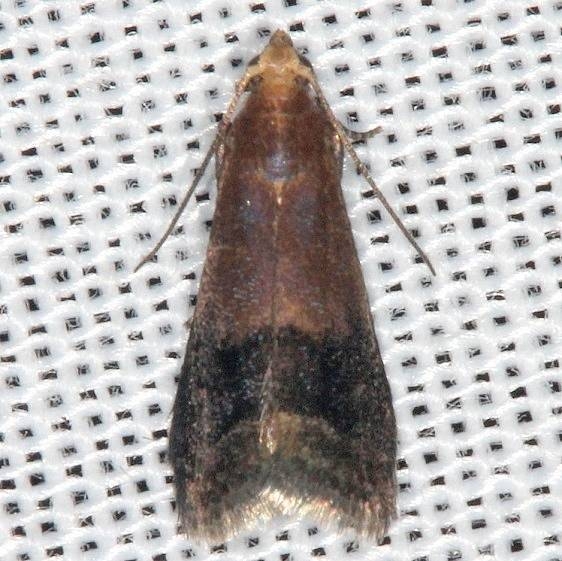 5999 Broad-banded Eulogia Moth Rodman Campground Fl 3-20-14
