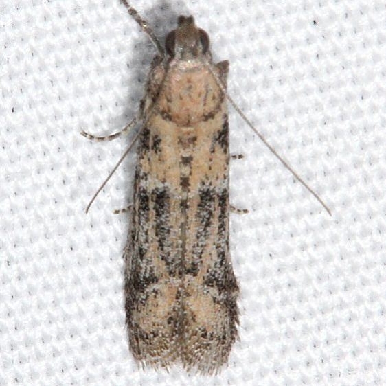 6000 Ephestiodes gilvescentella BG Fool Hollow St Pk Ariz 5-24-17 (26)_opt_opt