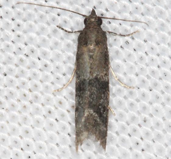 6001-Epgestiodes-infimella-Lake-of-the-Woods-Ontario-7-21-16-2_opt