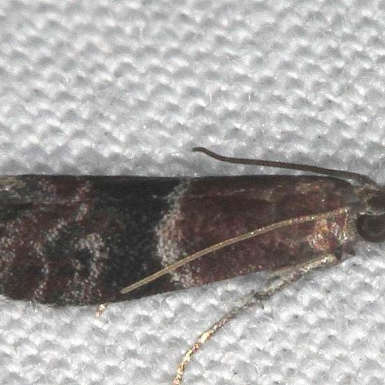 6005 Darker Moodna Moth Silver Springs St Pk Fl 9-25-18 (85)_opt