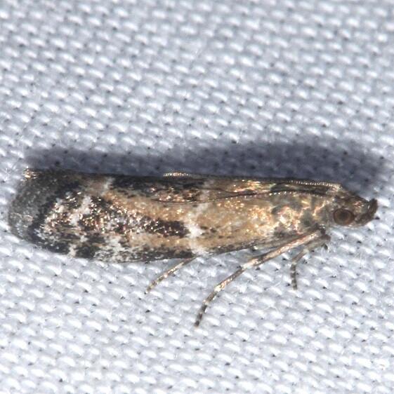 6011-Bowers-Vitula-Cumberland-Falls-area-Ky-5-31-25