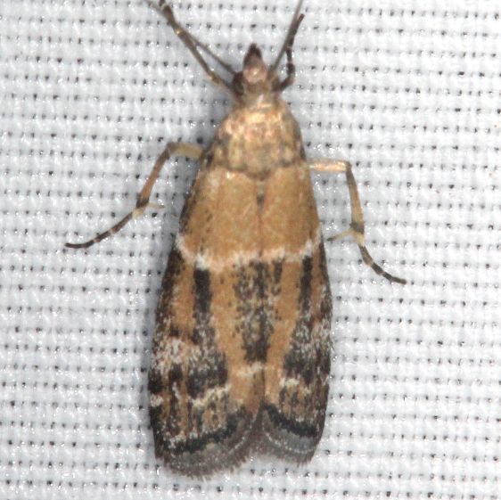 6011-Browers-Vitula-BG-Bears-Den-Cabin-near-Cumberland-Falls-Ky-5-27-25-31