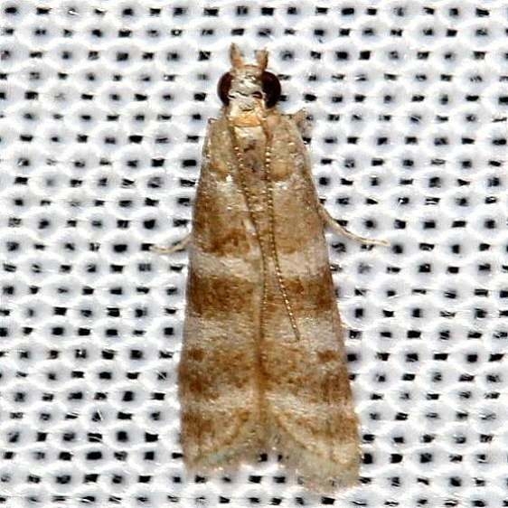6020.1 Ephestia columbiella Moth Lake Kissimmee St Pk Fl 2-26-13_opt