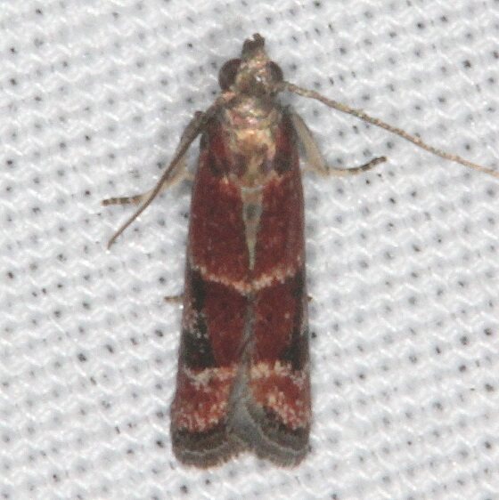 6030 Vameria atrifasciella Hopkins Prairie Fl 3-10-21