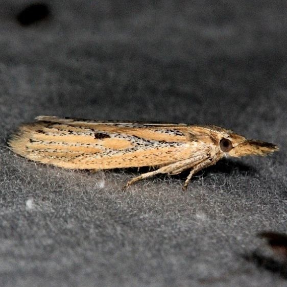 6041 Coenochroa bipunctella Oscar Scherer St Pk 3-14-15