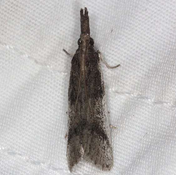 6042 Long-palps Peoria Moth yard 9-4-14