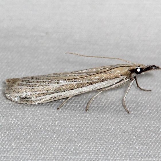 6044 Peoria tetradella Black Canyon at the Gunnison Natl Pk Colorado 6-15-17 (201)_opt