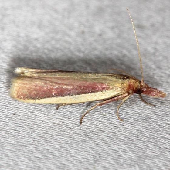 6053 Carmine Snout Moth yard 7-21-13
