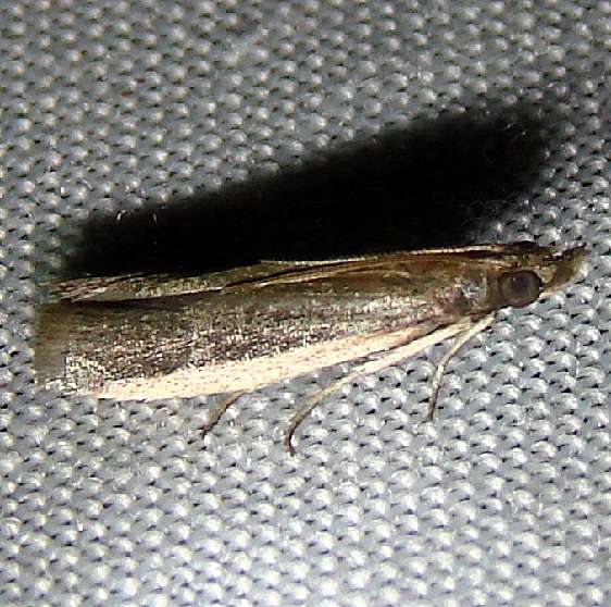 6067 Atascosa glareosella CREW Marsh Fl 3-6-12