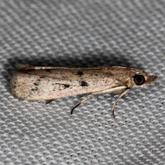 6073 Goya stictella Lucky Hammock Everglades 2-22-14