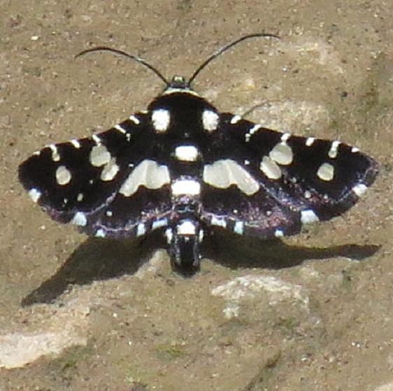 6077 Mournful Thyris Moth Clearcreek Metro Oh 5-16-13