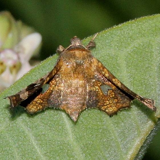 6078 Eyed Dysodia Moth Shivley Fen Logan Co 6-25-16 (2)_opt