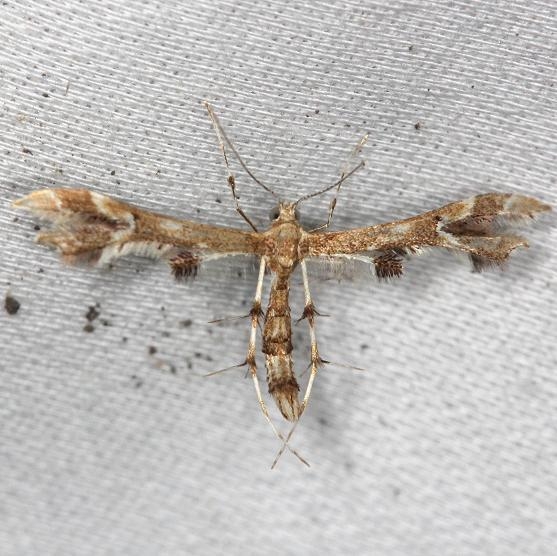 6091 Grape Plume Moth yard 6-9-13