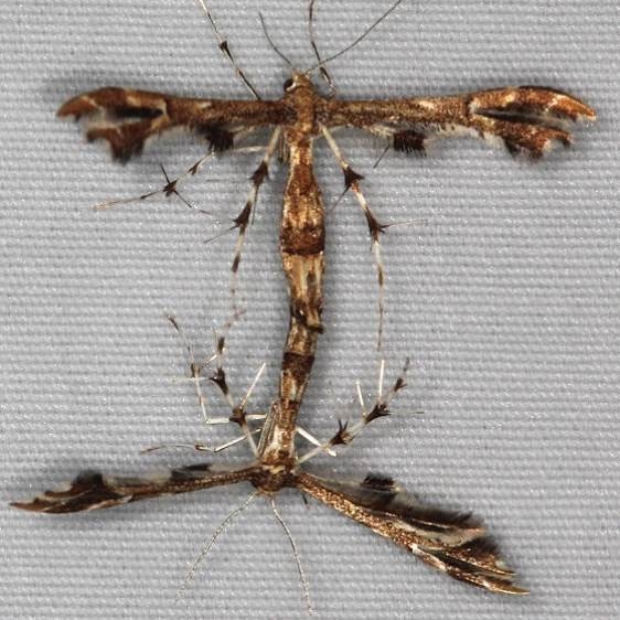 6091.1 Shepard's Plume Moth Turkey Lake Shawnee St Pk Oh 6-12-15