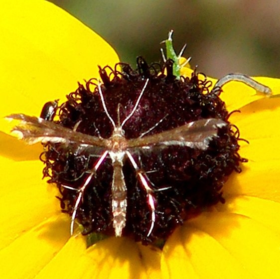 6092 Himmelman's Plume Moth Oh 6-14-14