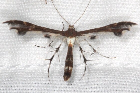 6092 Himmelmans Plume Moth-yard-6-14-22
