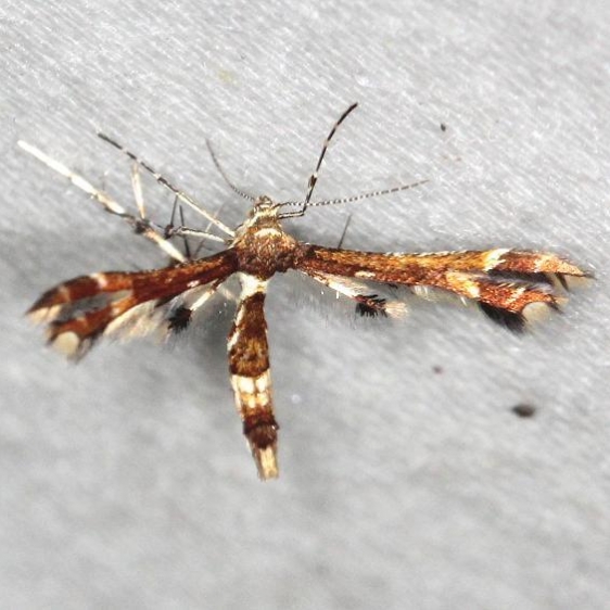 6093 Buck's Plume Moth yard 6-5-13