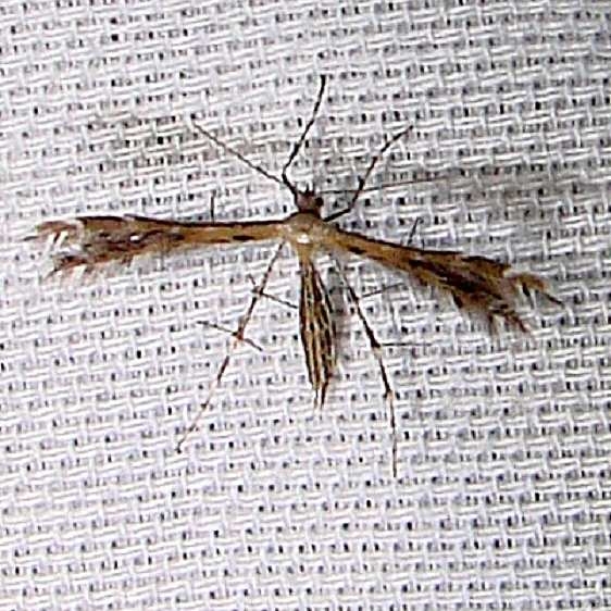 6098 Sundew Plume Moth Grasshopper Lake Ocala Natl Frt FL 3-15-12
