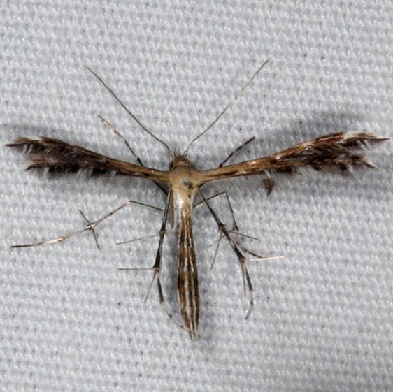 6098 Sundew Plume Moth yard 7-14-15