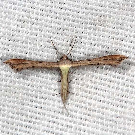 6099.1 Exelastis pumilio Bader's Palm Coast Fl 9-28-18 (2)_opt