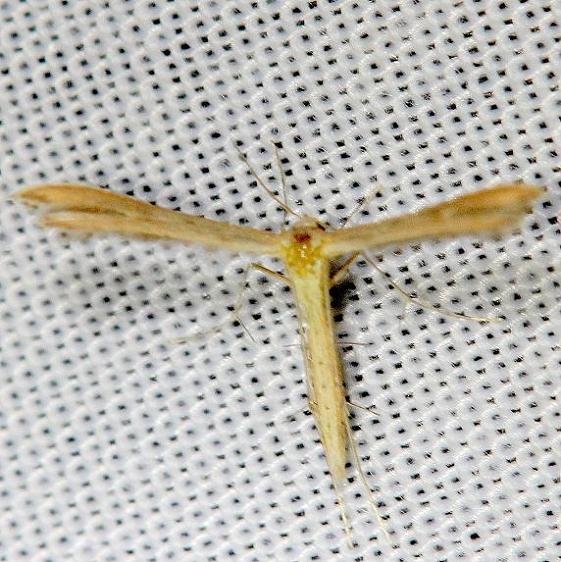 6099.1 Exelastis pumilio Everglade Natl Pk Nike Missle Rd 3-5-13