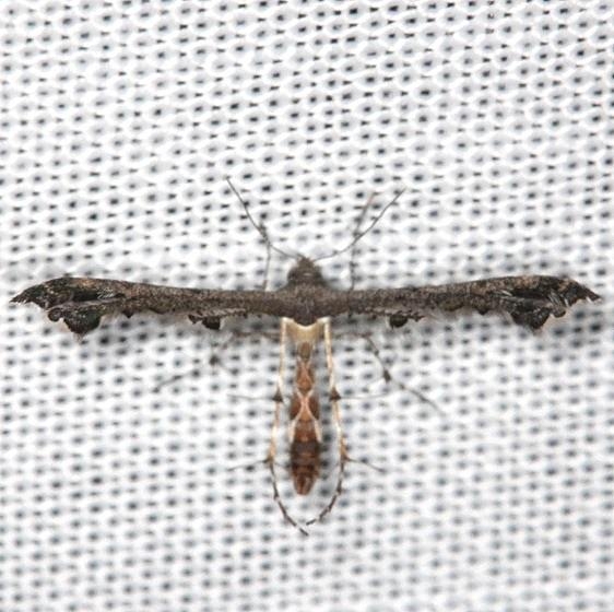 6103 Michaelophorus indentatus NABA Gardens Mission, Texas 11-4-13