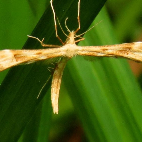 6107 Yarrow Plume Moth Eighteen Mile Creek Mich UP 6-25-13
