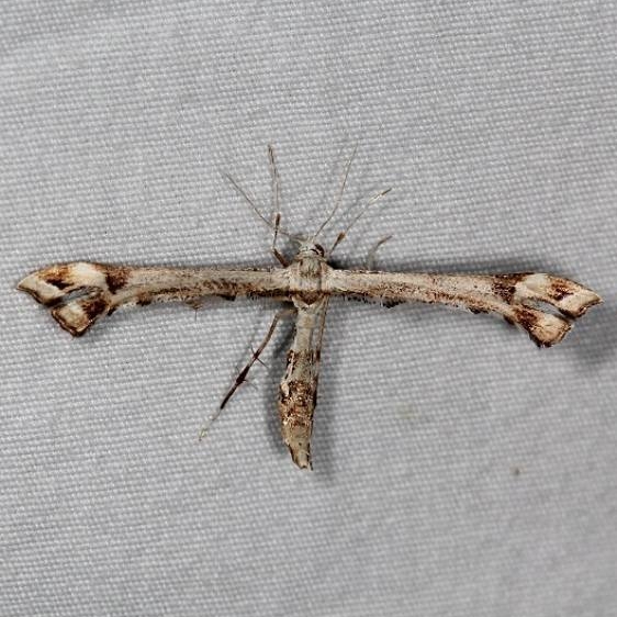 6109 Artichoke Plume Moth yard 5-2-15