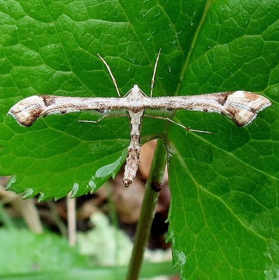 6118 Geranium Plume Moth Miller Preserve Highland Co Oh 4-29-13
