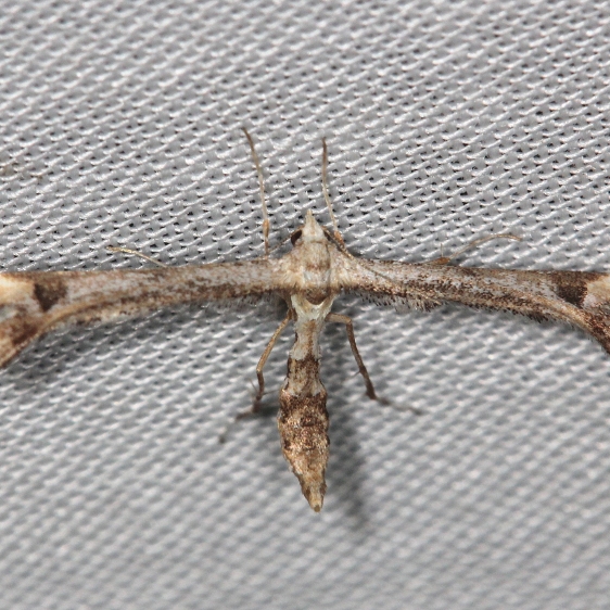 6118 Geranium Plume Moth yard 5-8-13