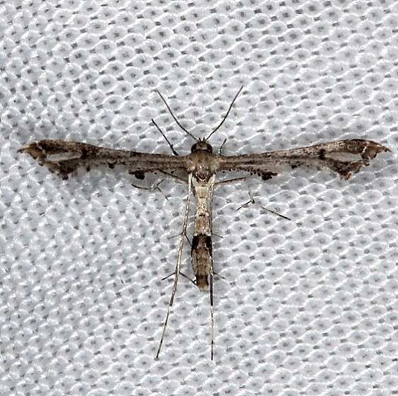 6119 Lantana Plume Moth NABA Gardens Texas 11-3-13