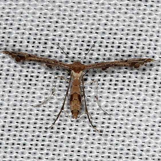 6119 Lantana Plume Moth NABA Gardens Texas 11-3-13