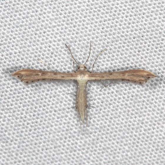 6121.1 Stenoptilodes taprobanes Bear Island Big Cypress Preserve Fl 2-28-21