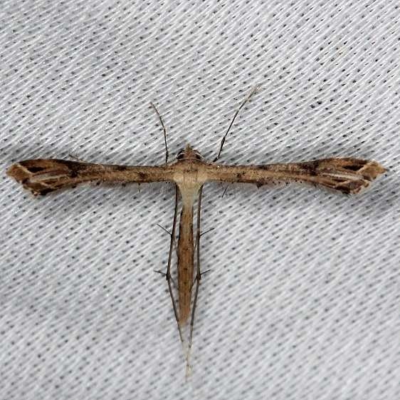 6121.1 Stenoptilodes taprobanes Hidden Lake Everglades 2-18-14