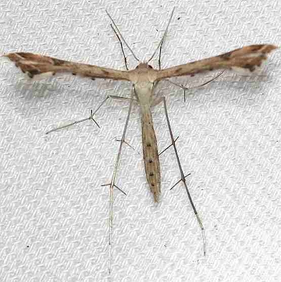 6121.1 Stenoptiloides taprobanes yard 9-4-12