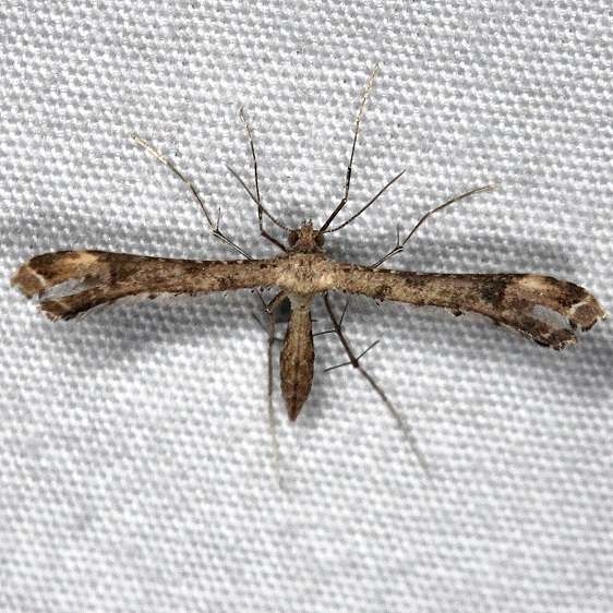 6122 Stenoptilodes brevipennis yard 8-29-14 (10)_opt