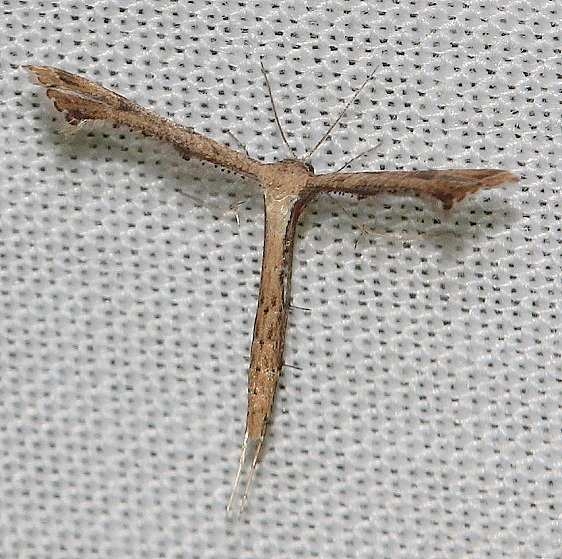 6123.97 Unidentified Stenoptilodes Moth yard 10-23-13