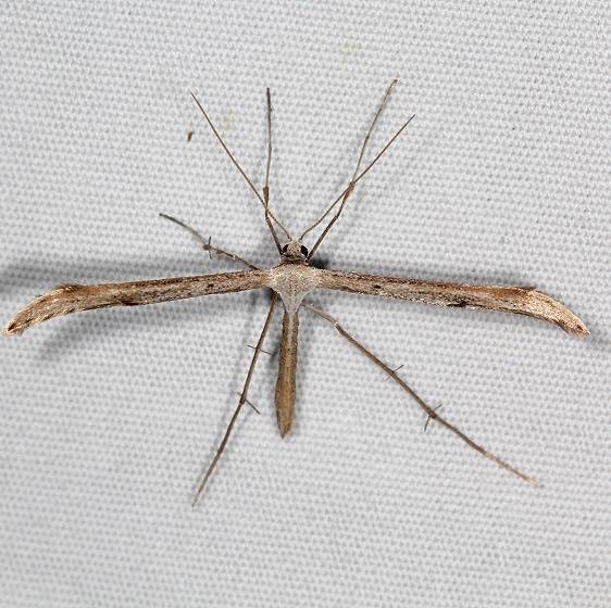 6154 Befrage's Plume Moth yard 6-25-16 (12a)_opt
