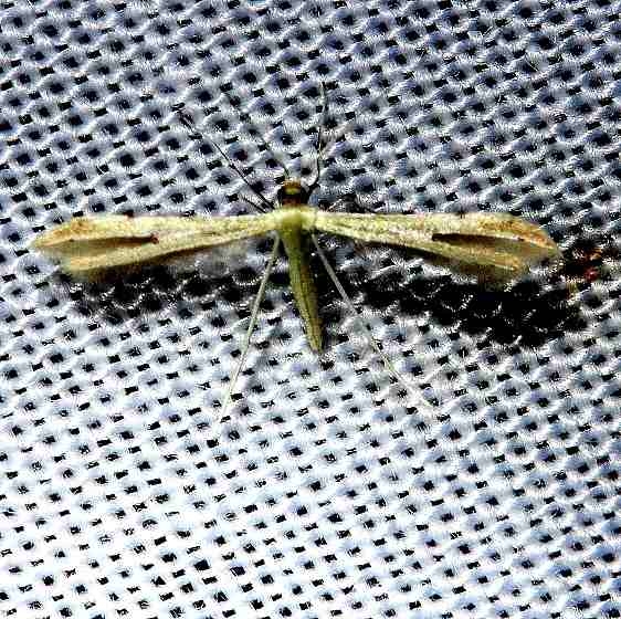 6155 Adaina bipunctatus Kissimmee Prairie St Pk 3-17-13