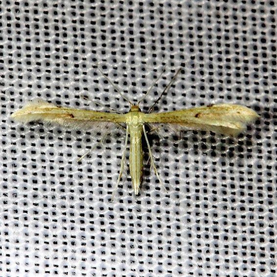 6155.1 Adaina simplicius Everglade Natl Pk Nike Missle Rd 3-5-13