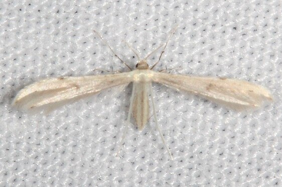 6155.1-Three-dotted-Plume-Moth-Collier-Seminole-St-Pk-Fl-1-10-24