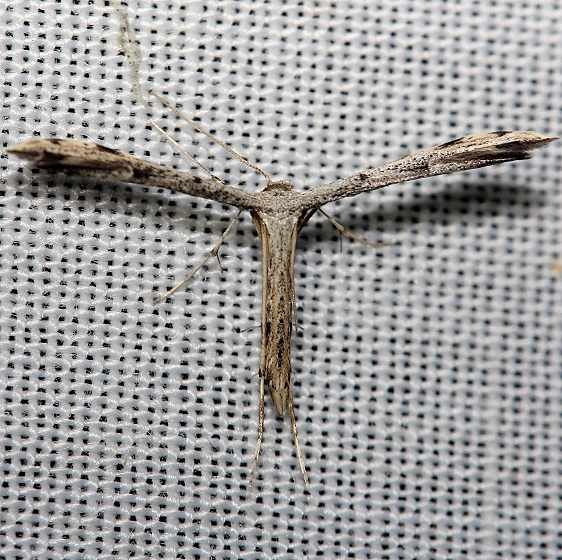 6186 Black-marked Plume Moth yard 8-14-12