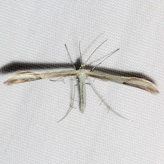 6206 Helinsia pectodactylus tentative Golden Gate Canyon St Pk Colorado 6-28-17 (14)_opt