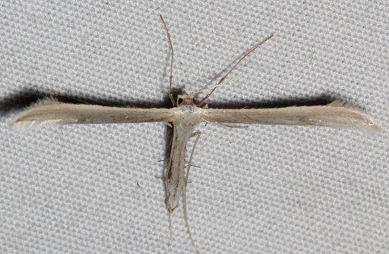 6206 Hellinsia pectodactylus tentative Colorado National Monument 6-17-17 (90)_opt