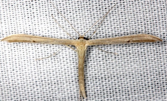6207 Hellinsia paleaceus yard 4-17-13