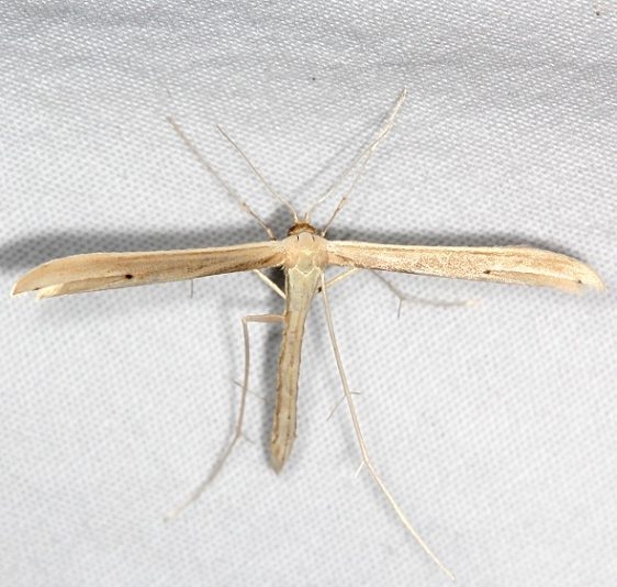 6210 Baccharis Borer Plume Moth Ash Rapids Lodge Lake of the Woods Ont 7-25-17 (1)_opt