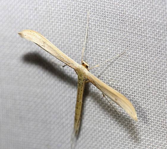 6212 Goldenrod Plume Moth yard 5-30-12