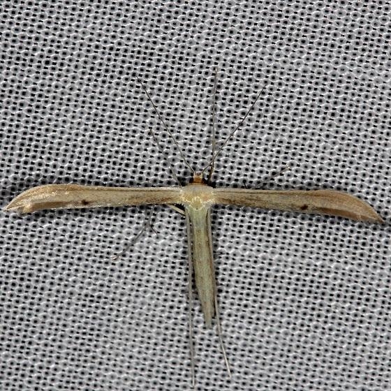 6226 Hellinsia unicolor Shawnee St Pk Oh 6-14-13