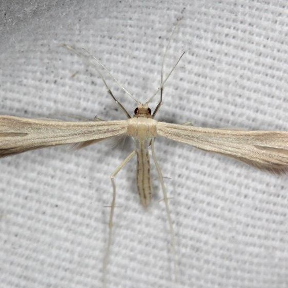 6233.97 Unidentified Hellinsia BG Hopkins Prairie Fl 3-12-21